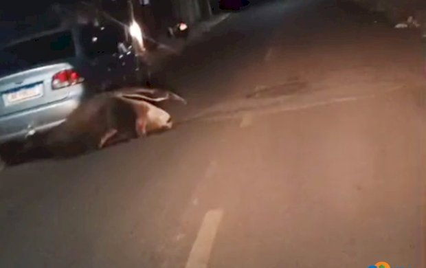 Tamanduá-bandeira é flagrado por leitor enquanto é acuado por cachorros em rua de Coxim