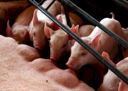 Cuidado com as instalações e rígido manejo sanitário são fundamentais para evitar infecções intestinais nos leitões, recomenda especialista