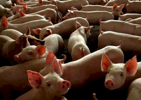 Brasil exporta 351,8 mil toneladas de carne suína no primeiro quadrimestre de 2021