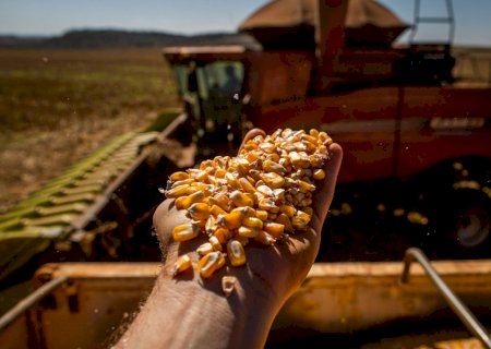 Custo de produção do milho sobe 150% em MS