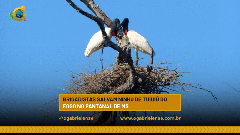 Brigadistas salvam ninho de tuiuiú do fogo no Pantanal de MS