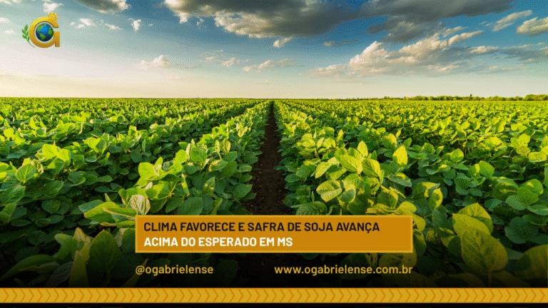 Clima favorece e safra de soja avança acima do esperado em MS