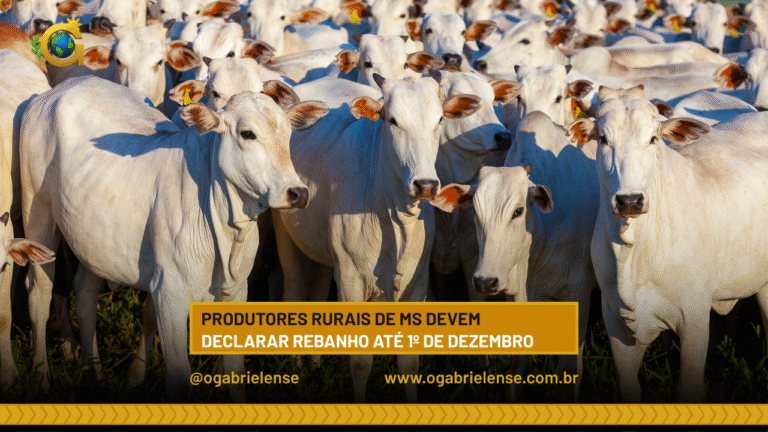 Produtores rurais de MS devem declarar rebanho até 1º de dezembro