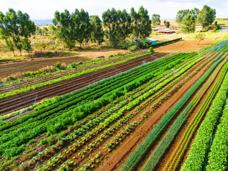 Brasil Propõe Suater: R$ 3,5 Bilhões para Assistência Técnica Rural Universal