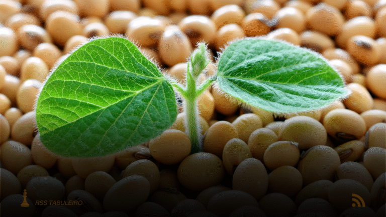 projeção de 177,2 milhões de toneladas de soja ainda configura um recorde histórico