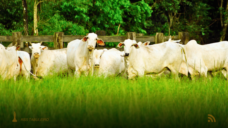 Mato Grosso do Sul lidera com 3,6 milhões de hectares em ILPF e bioinsumos