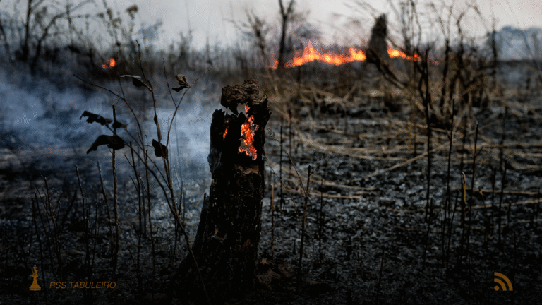 A área queimada no Pantanal diminuiu para 134.512 hectares em 2025, uma queda de 92% em relação a 2024