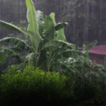 Previsão para Mato Grosso do Sul: Chuva e temperaturas amenas em 18 de dezembro