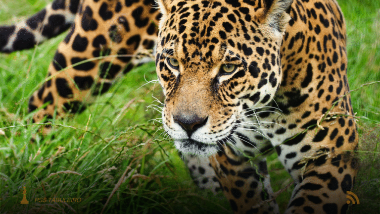 Instituto Homem Pantaneiro inicia projeto para mapear onças-pintadas na Serra do Amolar
