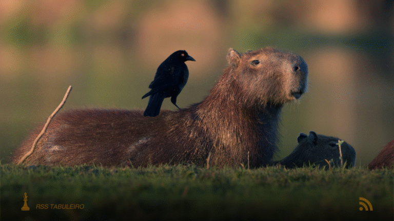 MPF monitora municípios de MS no Pantanal para adaptação climática e políticas sustentáveis