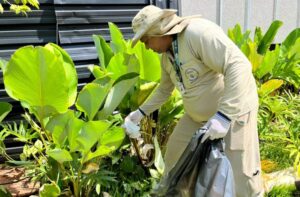 Estudo associa presença da Wolbachia à queda da dengue em Campo Grande