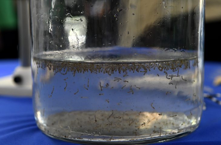 Mato Grosso do Sul já registrou 400 casos prováveis de Dengue em 2026
