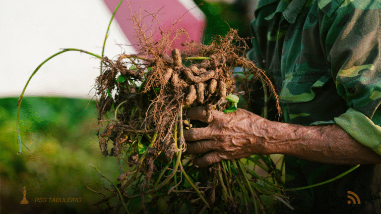 Embrapa lança guia de produção de amendoim em Mato Grosso do Sul