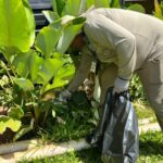 Boletim Epidemiológico: MS registra 42 casos confirmados de dengue