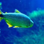 Ações de conservação do Bioparque Pantanal fortalecem a preservação da maior planície alagada do mundo