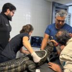 Jacarés do Bioparque Pantanal passam por check-up completo