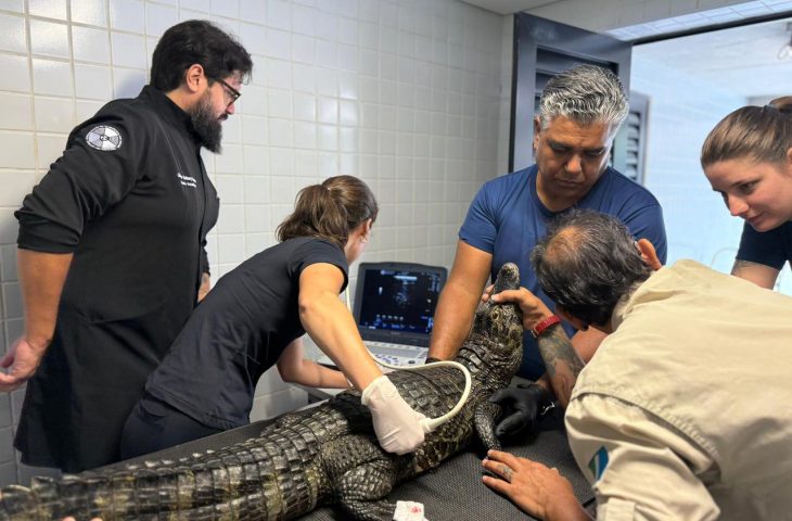 Jacarés do Bioparque Pantanal passam por check-up completo