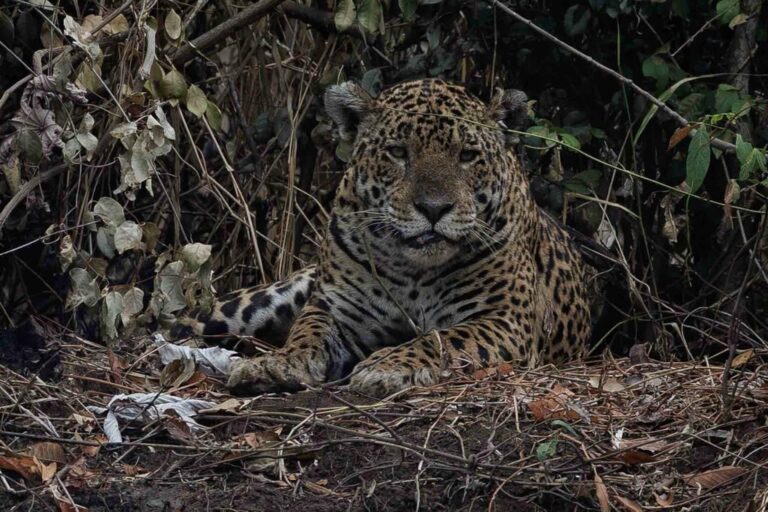 COP15: Pantanal é ponto de parada e alimentação para 190 espécies de aves migratórias do Continente
