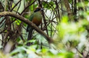 Juruva é instituída ave símbolo da Mata Atlântica em MS e fortalece agenda de conservação e aviturismo