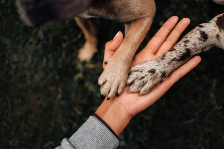 Julho Dourado reforça ações da Câmara voltadas à proteção animal em SGO